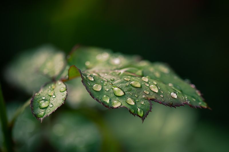 После дождяphoto preview