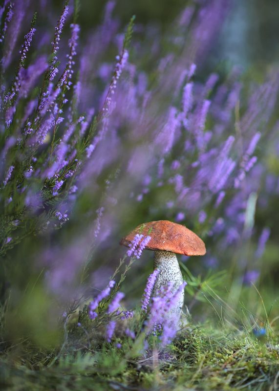 вереск, август,лето,лес, раздолье,гриб, красноголовик,беларусь, ирина горюкина На медовый спасphoto preview