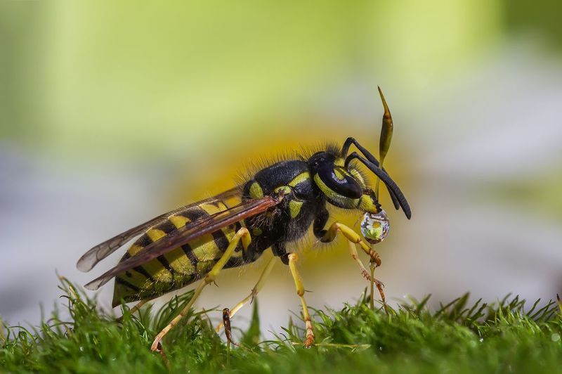 Жаждаphoto preview