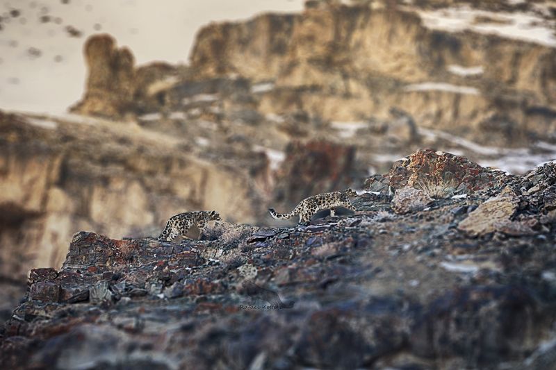 Hosts of the mountains - the king and the queenphoto preview