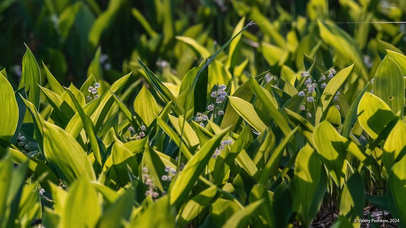 весна, июнь, ландыши, контровой свет, лес, мещёра, рязанская область. Мещёрские ландыши начала июняphoto preview