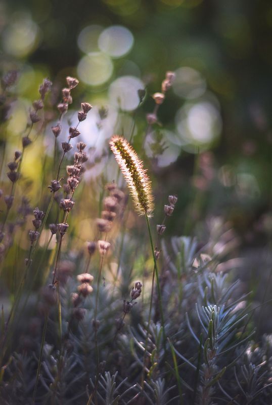 Когда лаванда отцветаетphoto preview