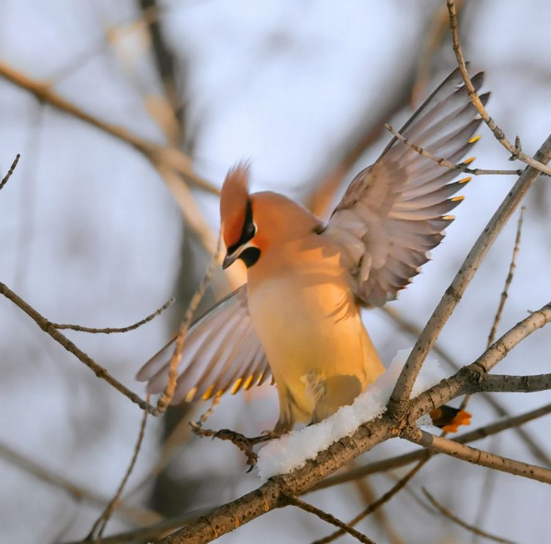 Пляска свиристеляphoto preview