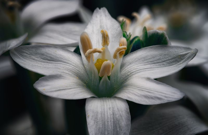 Грацияphoto preview