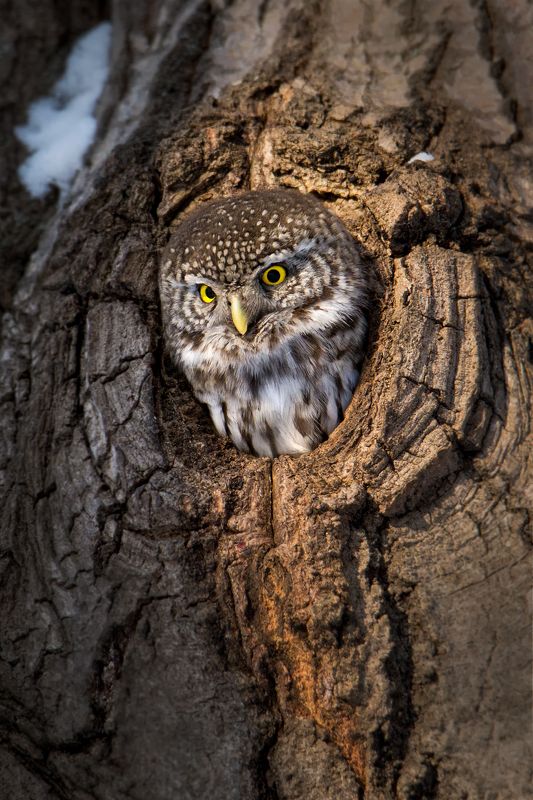 Ходят тут всякие, а потом ложки из дупла пропадают)photo preview