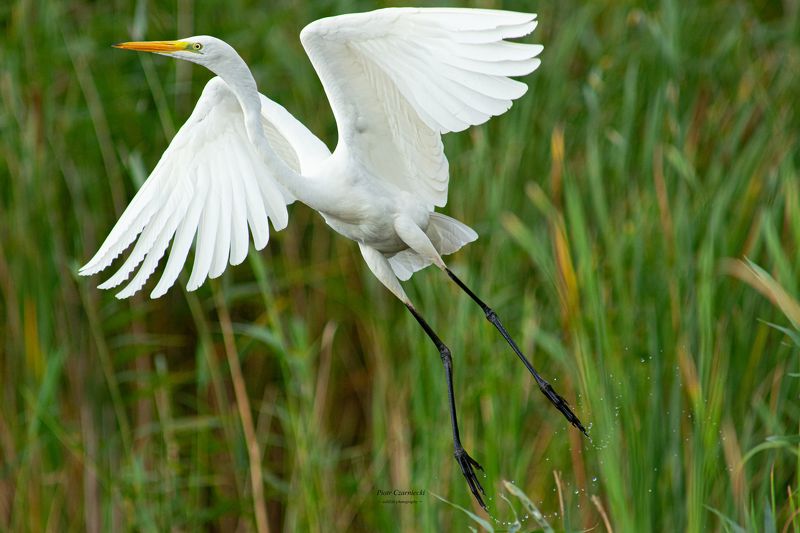 white heron, birds, white heron, nature, it was closephoto preview