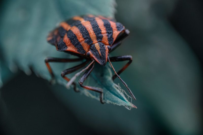 Сторожphoto preview