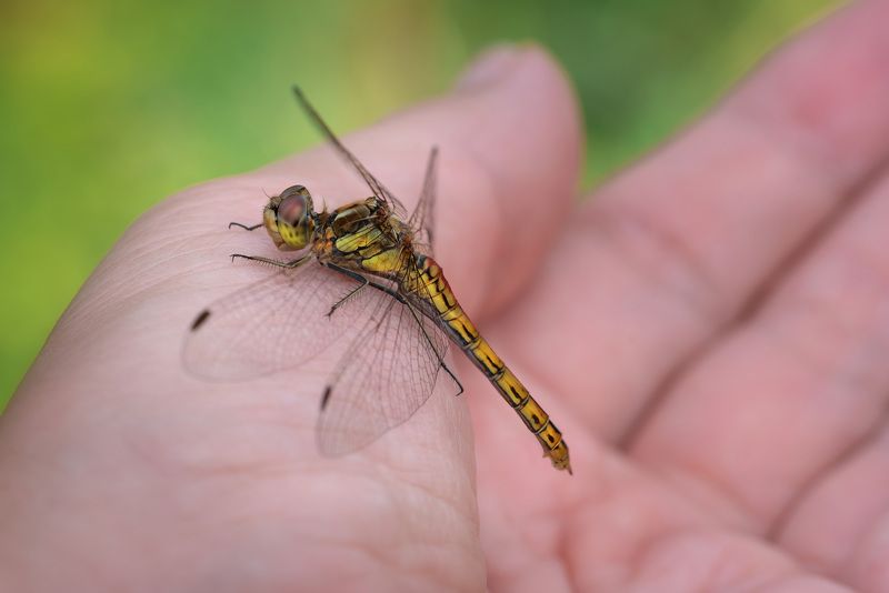 Смелая стрекозаphoto preview