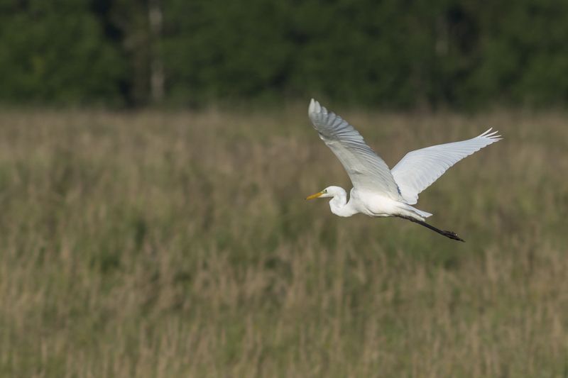 Большая белая цапля.photo preview