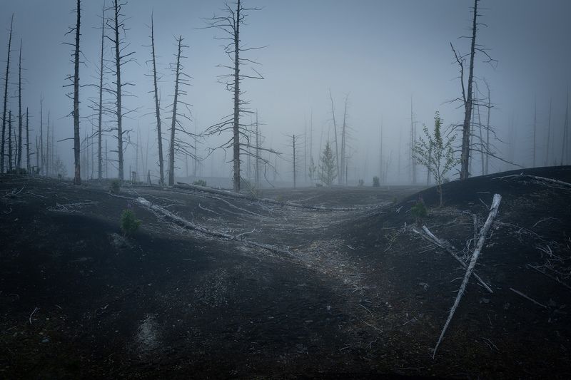 Мертвый лес. Камчаткаphoto preview