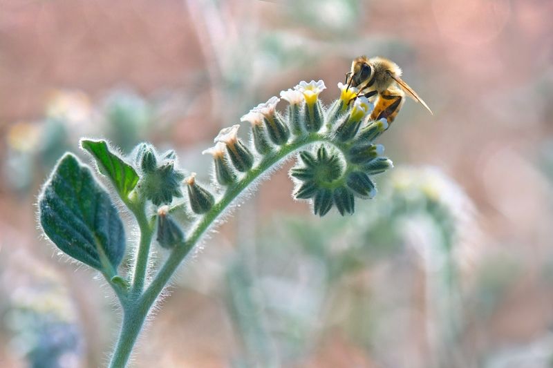 *Однажды июньским утром...photo preview