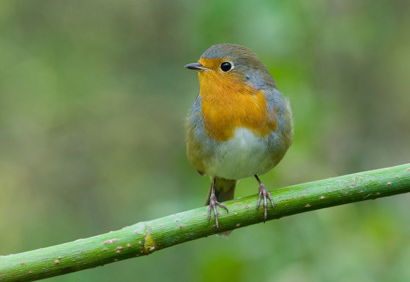 зарянка,малиновка,зелень,август Зелёный мирphoto preview