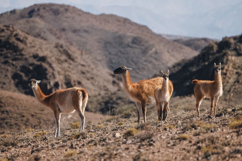 Гуанако анды Гуанако среди холмовphoto preview