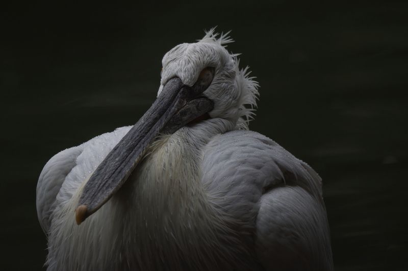 Тоскуя по небуphoto preview