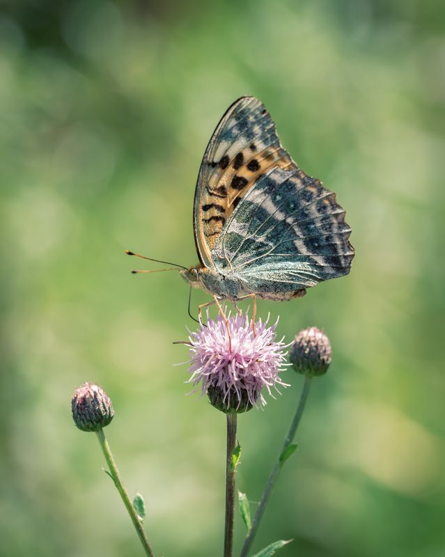 Перламутровкаphoto preview