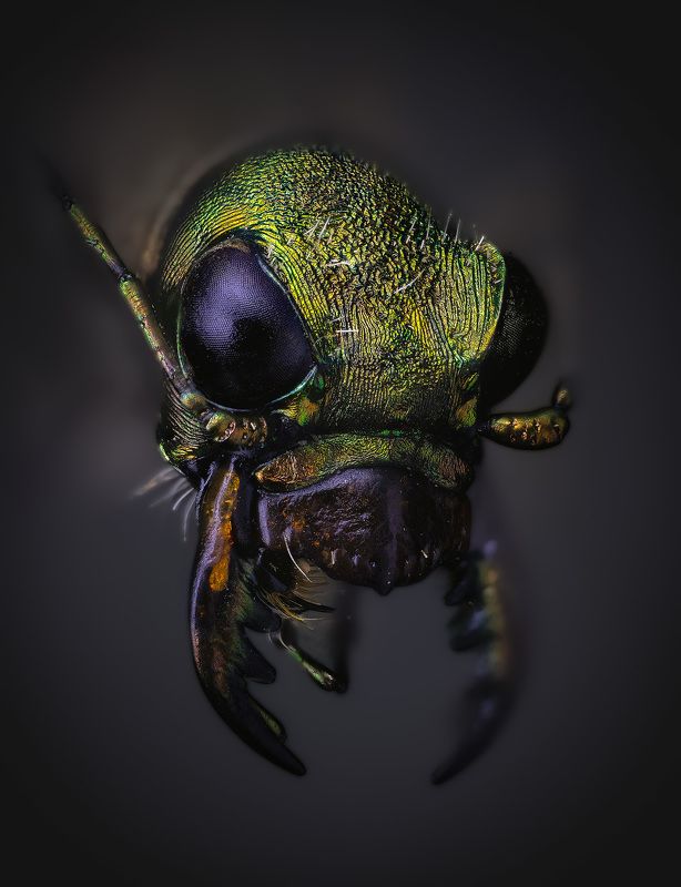 cicindela, campestris Жук скакун полевойphoto preview