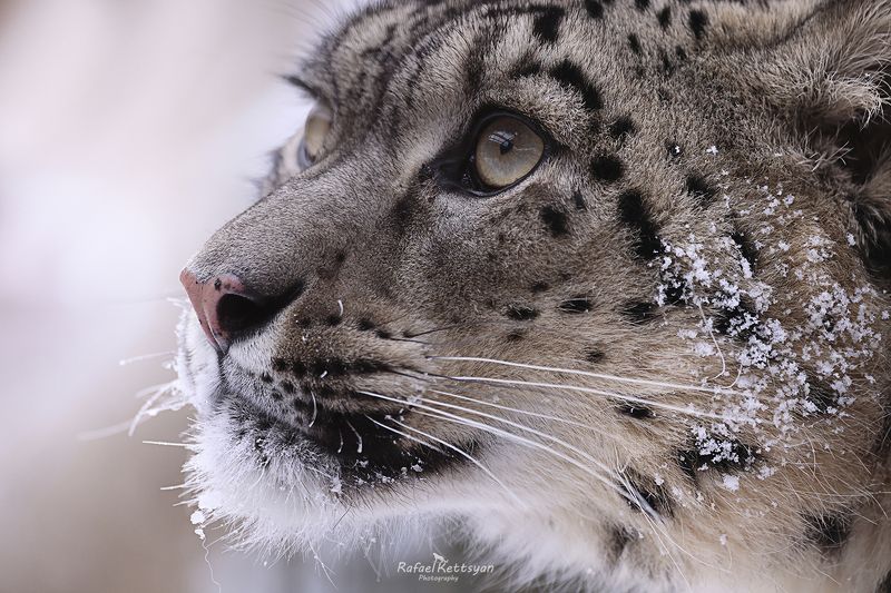 #snowleopard, #bigcats, #ирбис, #снежныйбарс, #большиекошки Snow leopard gazephoto preview