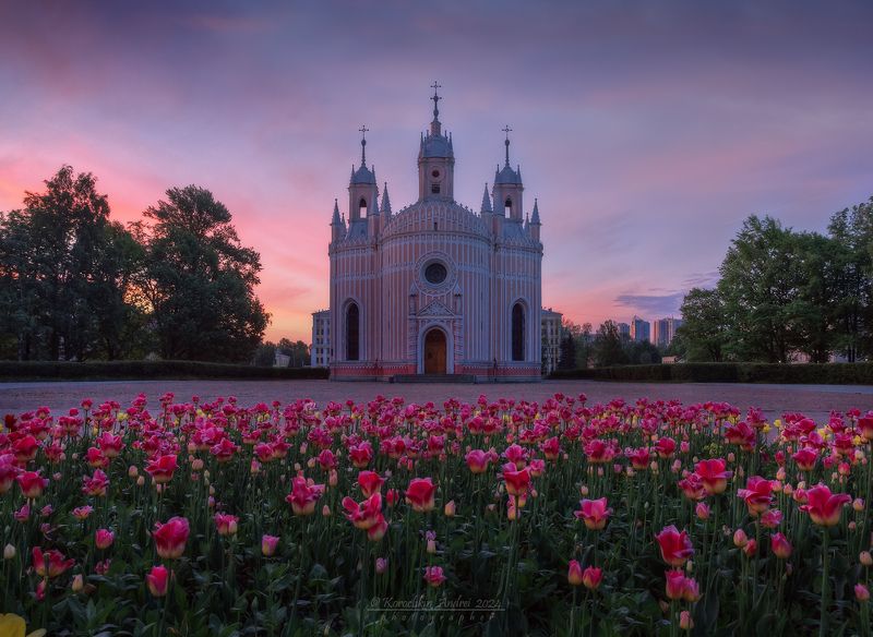Тюльпановый рассвет Петербурга...photo preview