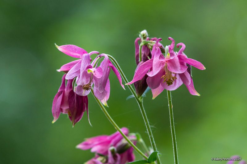 июнь, водосбор обыкновенный, аквилегия розовая, цветущая рябина, майник, люпины, контровой свет, лес, мещёра, рязанская область Июньское многоцветьеphoto preview