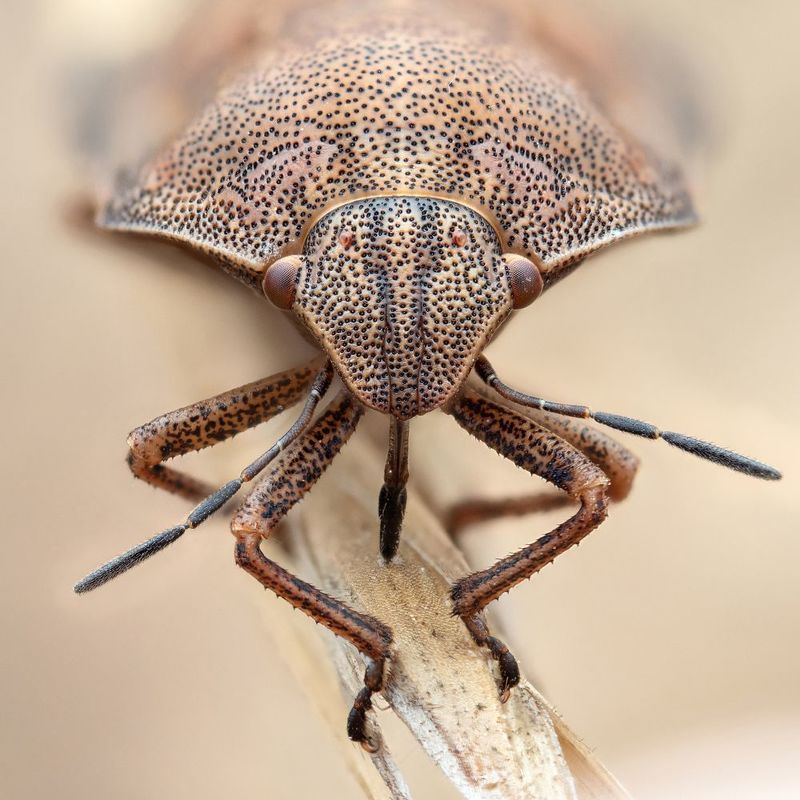 Eurygaster testudinariaphoto preview