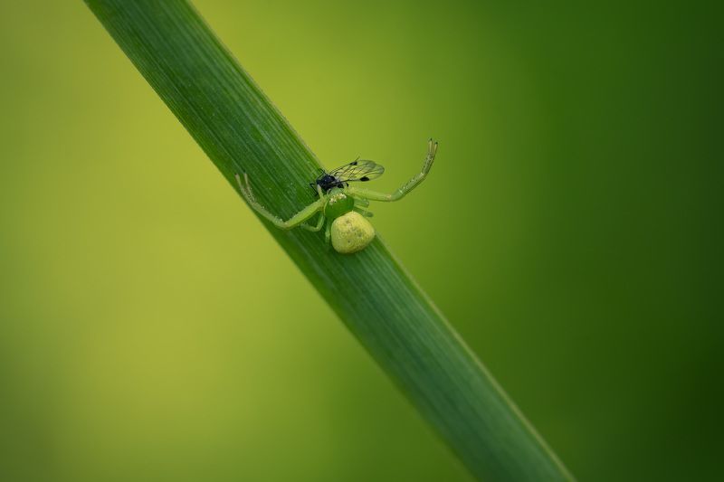 Паучок шел, добычу нашел...photo preview