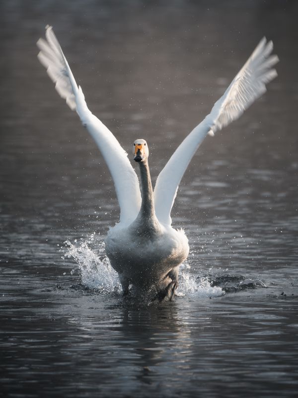 Алтай, озеро Светлое, лебеди На взлётной полосе.photo preview