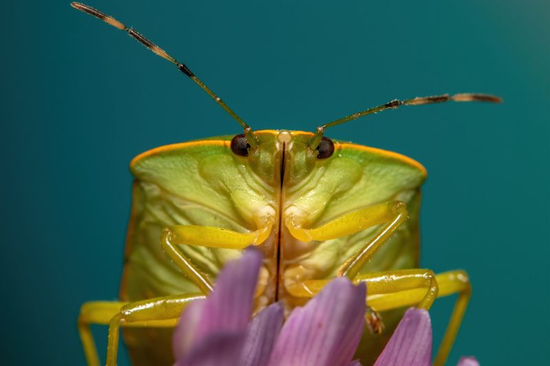 макрофото, макрофотографии, фотомакро, насекомые, макромир, макрофотограф, макроаддикт, макро_мир, naturelovers, naturelover, naturephotography, macrolove, macro_love, biodiversity, macrophotography, macro, macronature, entomology, arthropods, arthropod,  Chinavia Hilaris (face) фото превью