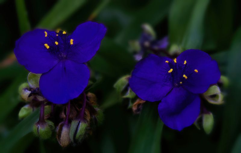 Tradescantiaphoto preview