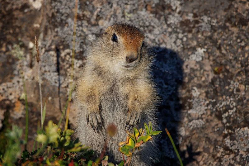 овражка, суслик, камчатка Евражка фото превью