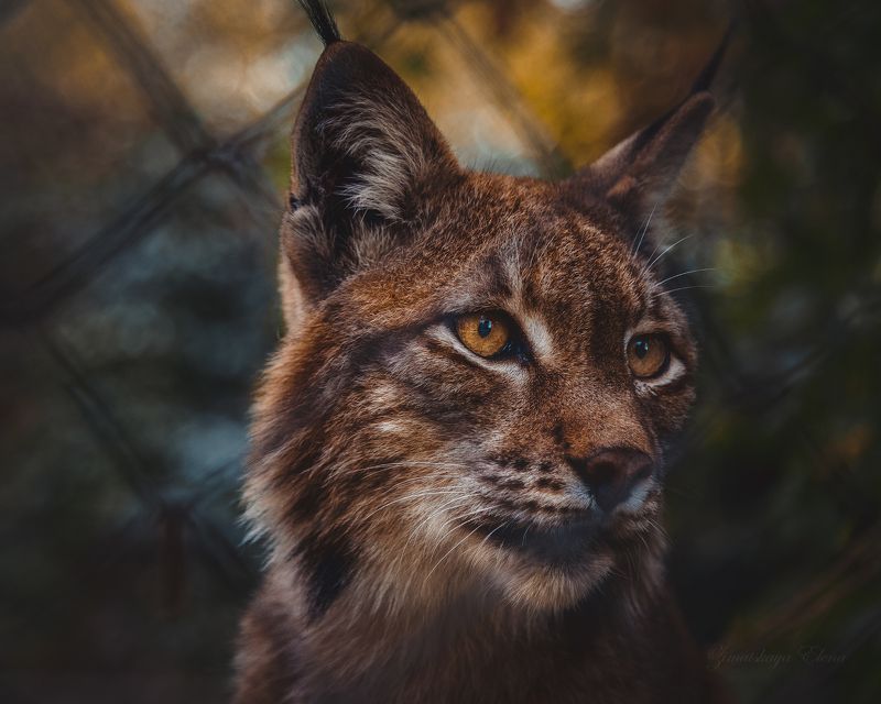 ***рысьphoto preview