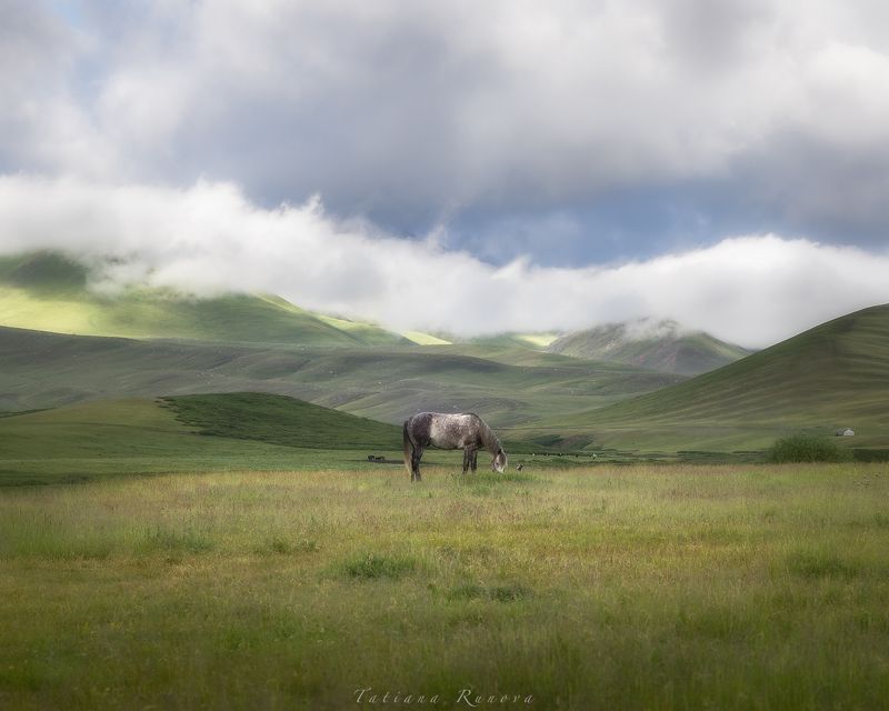 Утро...Мокрая трава от ночного дождя....пушистые облачка, окутывающие бархатные склоны гор... и ОНА! Серая лошадка в яблоках!photo preview