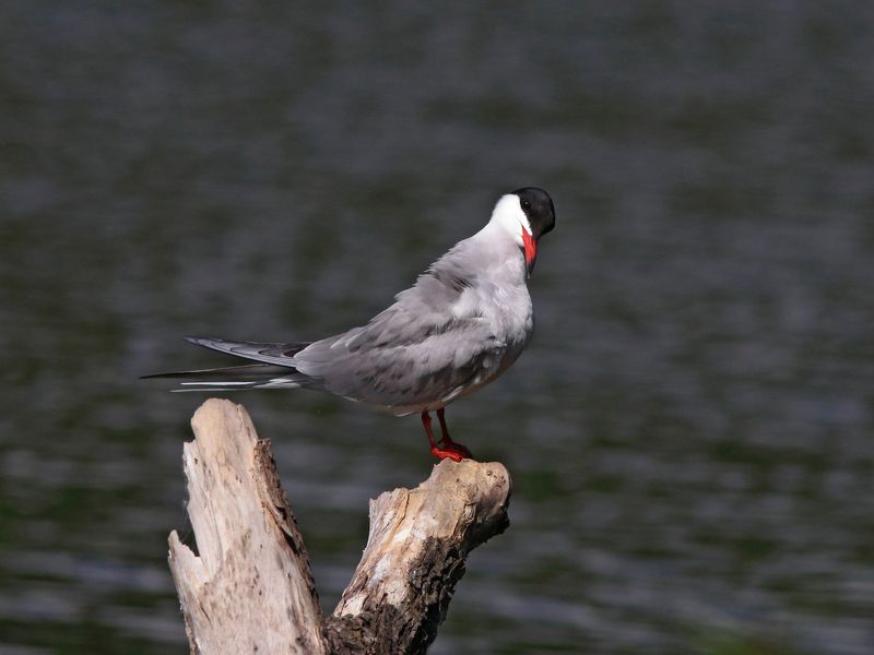 речная крачка, крачка, sterna hirundo, common tern Правда я красивая?photo preview