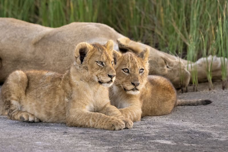 Беззаботное детствоphoto preview