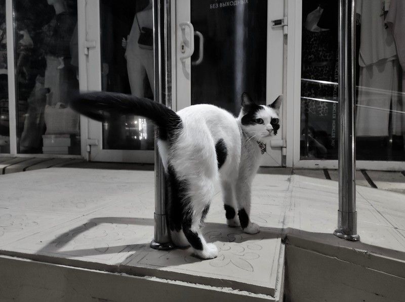 cat, b&w, shadows Довериеphoto preview