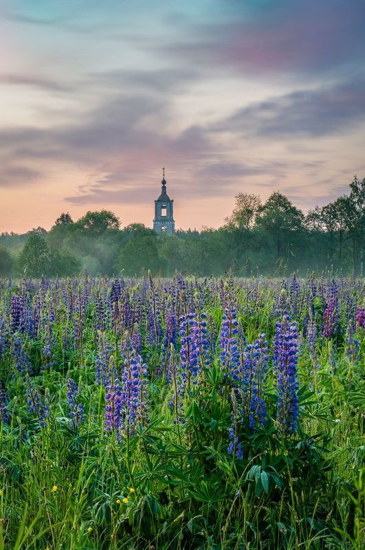 flowers Sunrise in the flowersphoto preview