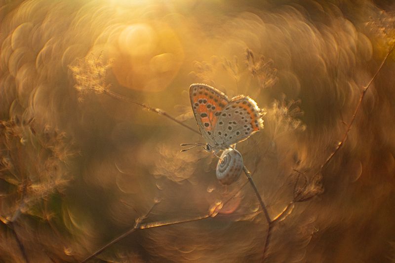 вечер, макро, бабочка Не спугните тишинуphoto preview