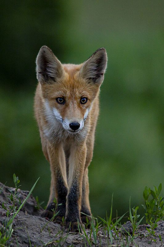 природа На стрёмеphoto preview