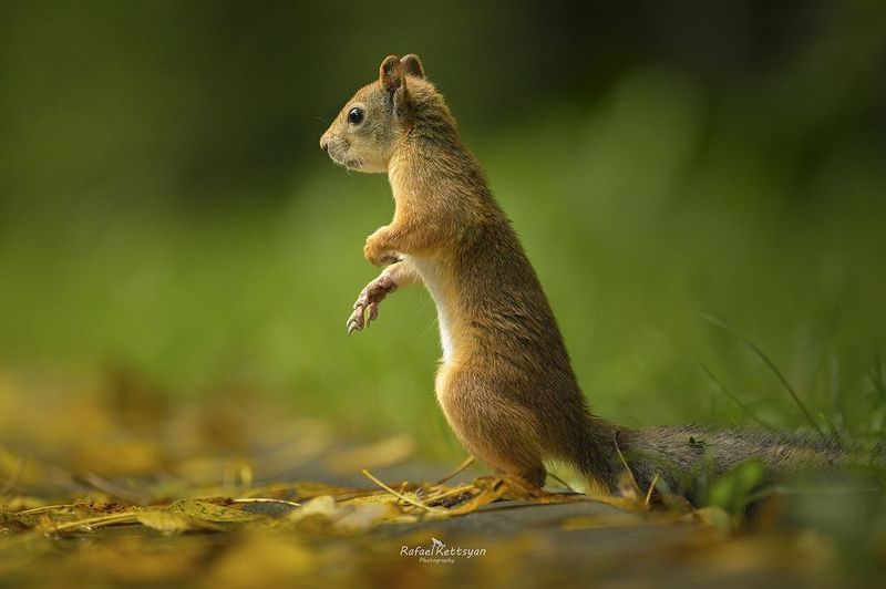 Squirrelphoto preview
