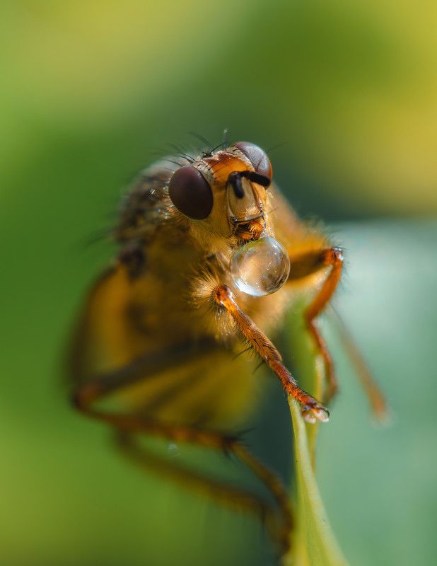 Бубль гумphoto preview