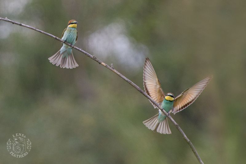 Щурки - Lens and Feathersphoto preview