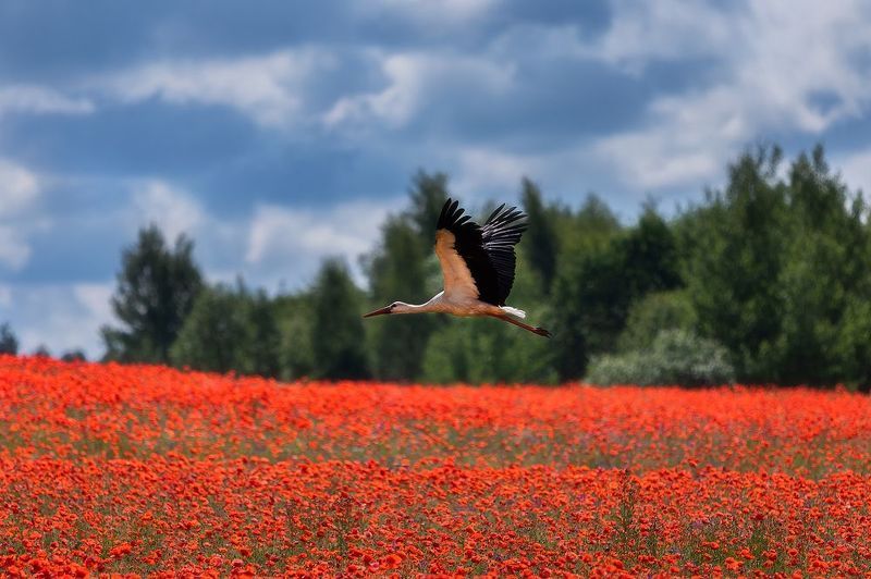 Пролетая над маковым полем.photo preview