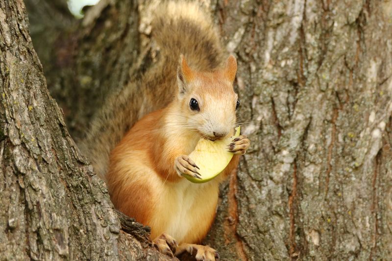 природа, парк, животные, белка, яблоко, орех photo preview