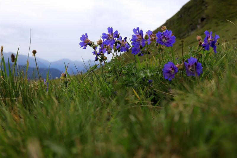 Горные лугаphoto preview