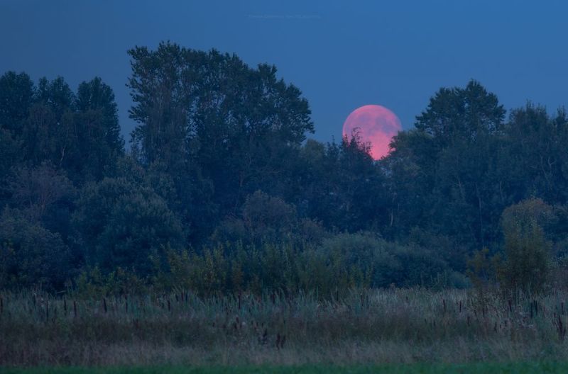 суперлуние, осетровая луна, царскоесело, царское, landscape, tsarskoyeselo,  пейзаж, ночь, храм спиридона тримифунтского Восход Осетровой луныphoto preview