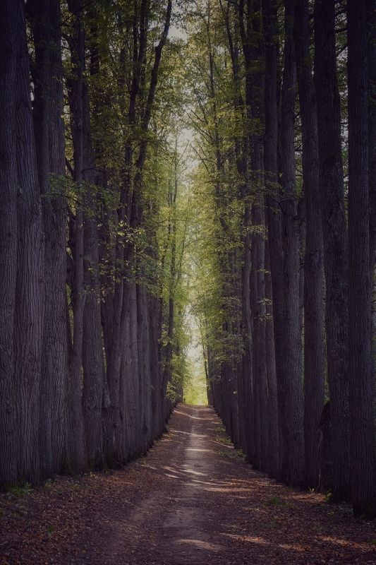 Липовая аллеяphoto preview