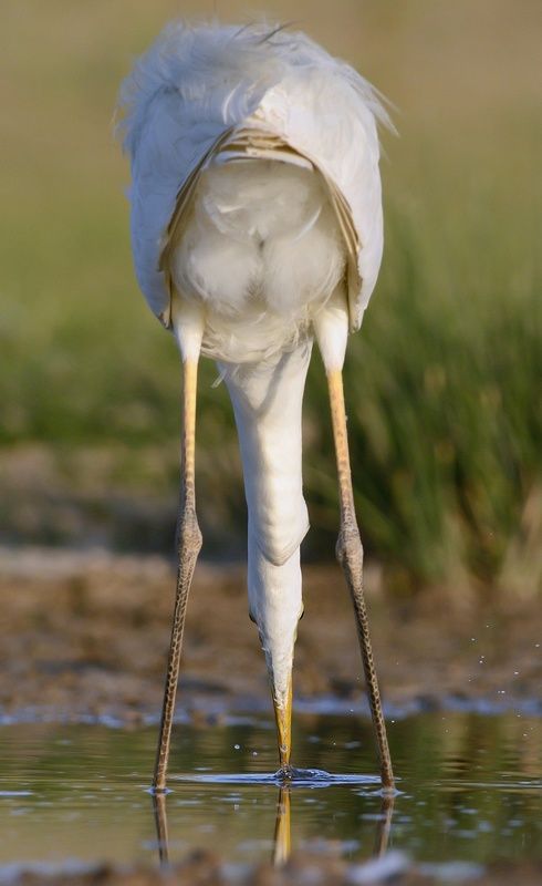 большая белая цапля, Крым, птицы Большая белая цапля. Вид сзади.photo preview