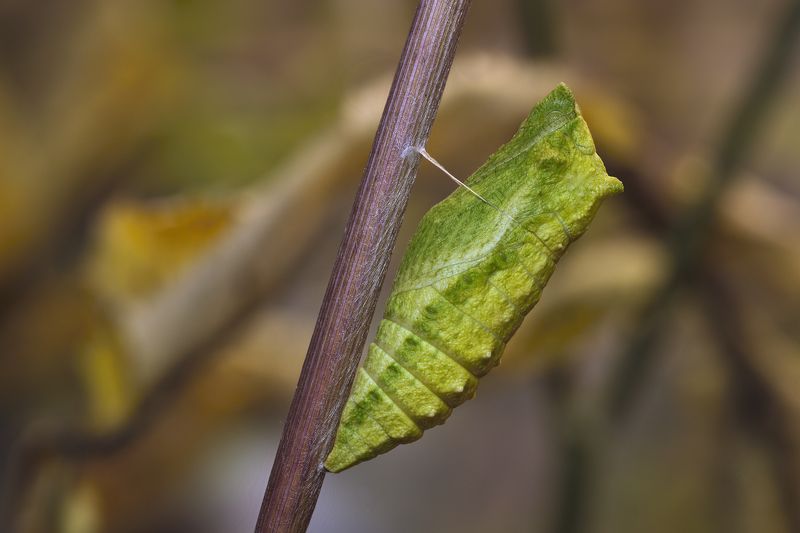 (Papilio machaon)photo preview