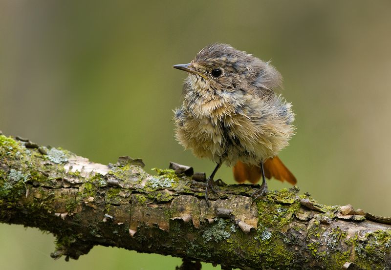 горихвостка,молодая,купание Красный хвостикphoto preview