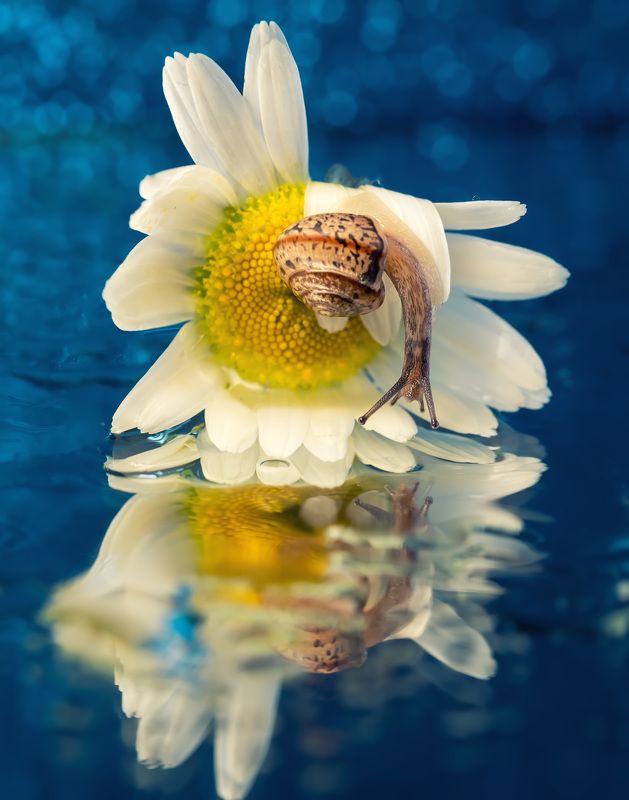 Гляжусь в тебя, как в зеркало...photo preview