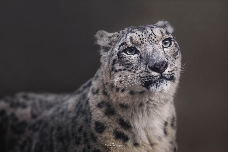#snowleopard, #bigcats, #ирбис, #снежныйбарс, #большиекошки Snow leopard portrait - портрет снежного барсаphoto preview